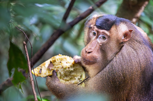 Male pig-tailed macaque, Macaca nemestrina eating an ananas fruit in the jungle in the Mount Leuser National Park close to Bukit Lawang in the northern part of Sumatra