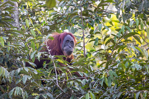 Bonobo (Pan Paniscus) on a tree branch. Democratic Republic of Congo. Africa