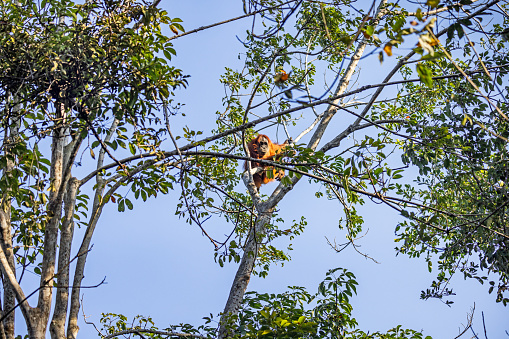 Endemic Proboscis monkey in Borneo Rainforest and Jungle in Malaysia