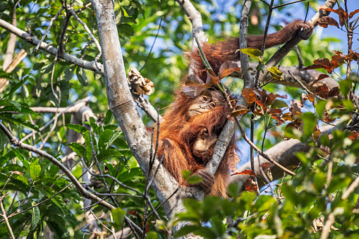 Juvenile Sumatra orangutan, Pongo abelii moving through the jungle in the Mount Leuser National Park close to Bukit Lawang in the northern part of Sumatra