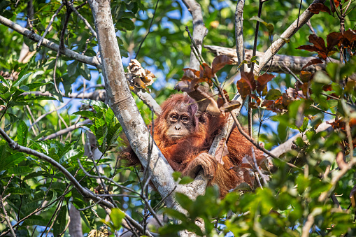 Juvenile Sumatra orangutan, Pongo abelii moving through the jungle in the Mount Leuser National Park close to Bukit Lawang in the northern part of Sumatra