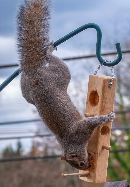 istock A Squirrel attacks the Peanut Butter bird feeder 2143615110