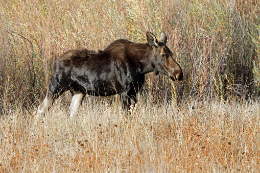 Shiras' Cow Moose walking through a field in Eastern Idaho.