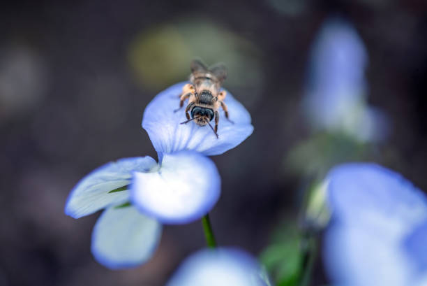 Wild bee on a blue petal