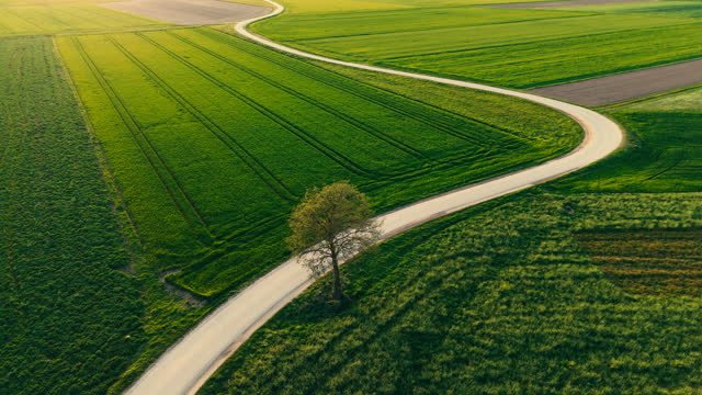 AERIAL Drone Shot of Lone Tree Beside Winding Road Amidst Agricultural Farms in Village