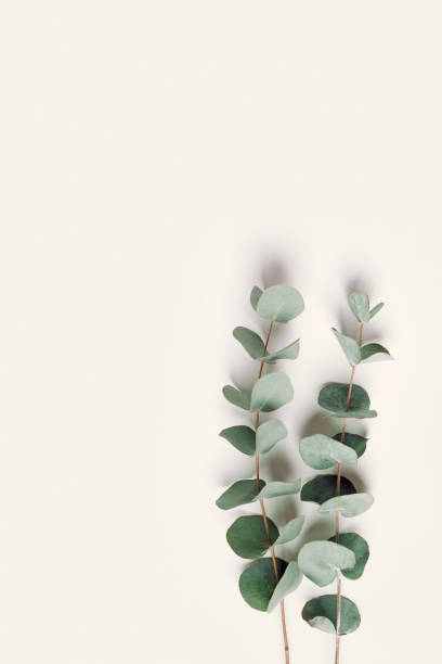 istock Green eucalyptus branches on beige background. Minimal aesthetic flat lay, spa wellness concept, top view green leaves of fresh plant eucalyptus, copy space, botanical nature wallpaper, vertical 2143675377