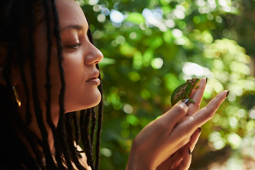 A woman connecting with nature while holding a Cape Dwarf Chameleon in her hands. Stock photo