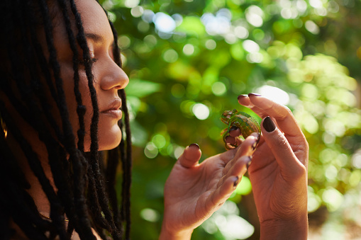 A woman connecting with nature while holding a Cape Dwarf Chameleon in her hands. Stock photo