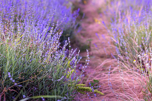 Lavender flower field background, beautiful purple colors