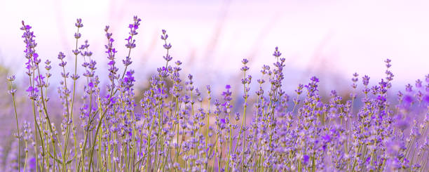 istock Lavender flowers close-up on sky banner background 2143730700