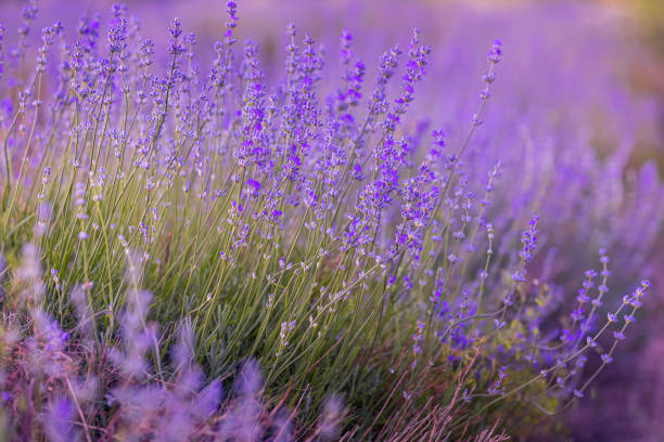 istock Lavender flowers close-up on blurred background 2143731732