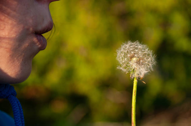 A close-up of a young woman blowing onto a dandelion that has gone to seed outside in a field