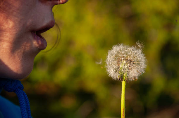 Young woman blowing dandelions, on the green meadow with the summer sun in the background. Dream, and life optimism concepts.