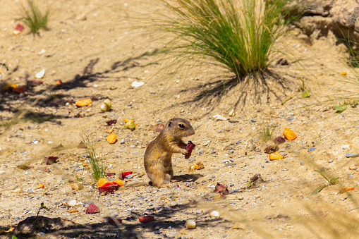 European ground squirrel (Spermophilus citellus), also known as the European souslik