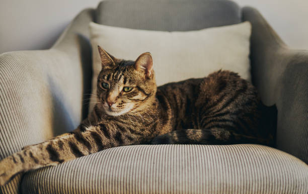 istock Tabby cat relaxing on a grey chair 2143739011