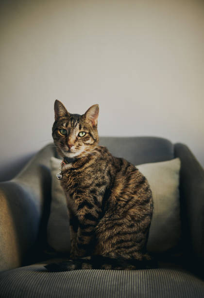 istock Tabby cat sitting on a chair 2143739018