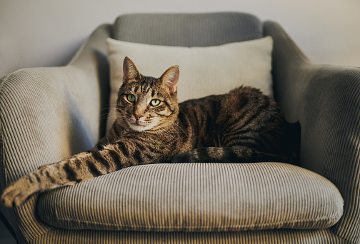 Tabby cat relaxing on a grey chair. Stock photo