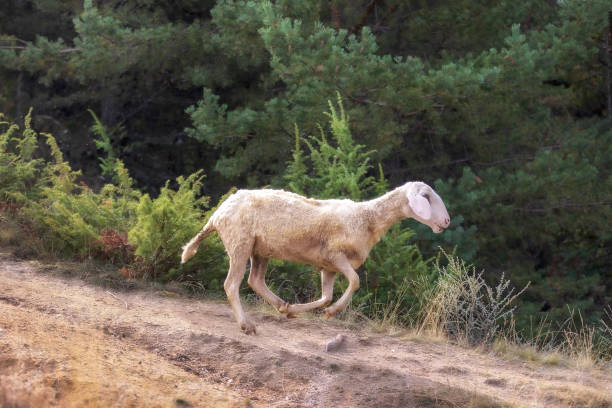 istock Sheep full of sticky buds running down the hill 2143739024