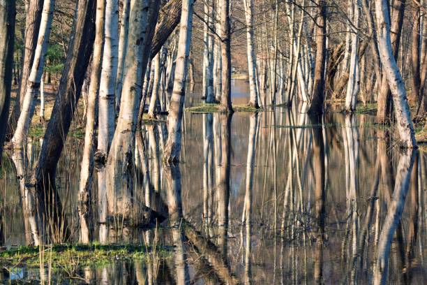 istock Reflection of trees in water. Spring flood. Park flooding. 2143749900