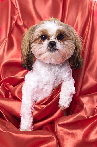 A close up portrait of a cute Shima dog. A cross between a Shitsu and a Maltese.
