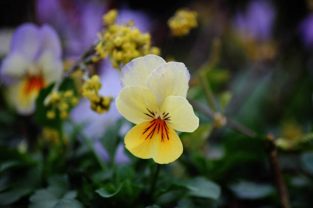 A big yellow and light yellow pansy flower