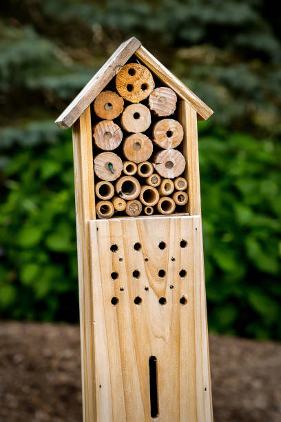 istock Wooden Insect Box 2143769637