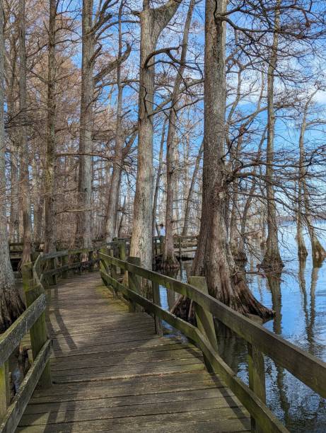 istock Reelfoot Lake 2143771168