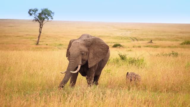 elephant with his young cute cub