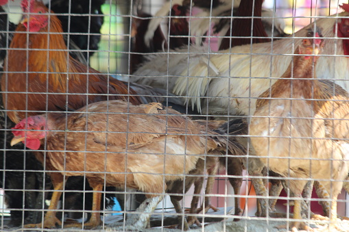 Chicken cages