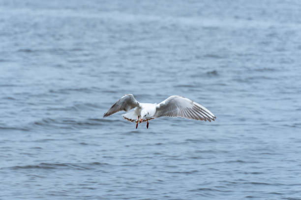 Rivergull soars high in the blue sky. Seagull fly wings spread wide on the wind. Birdlife in wild nature in river. Freedom concept.