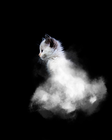 A kitten hiding in billowing smoke against a dark backdrop