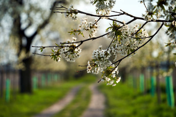 Blooming white flowers of a fruit bush in spring, Poland