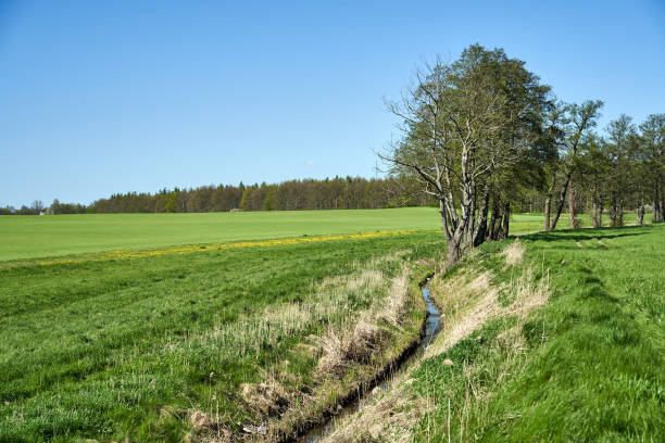 istock rural landscape with trees growing along a small stream in spring 2143874245