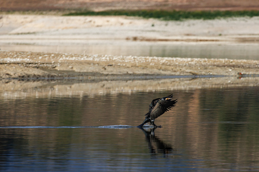 Great cormoran, Phalacrocorax carbo, just touching the water of the Beniarres swamp with its paws during the landing maneuver, Spain