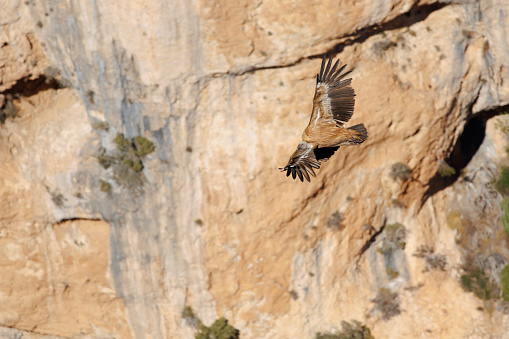 Griffon vulture, Gyps fulvus, flying in the Cint ravine with vertical wall in the background, Alcoy, Spain