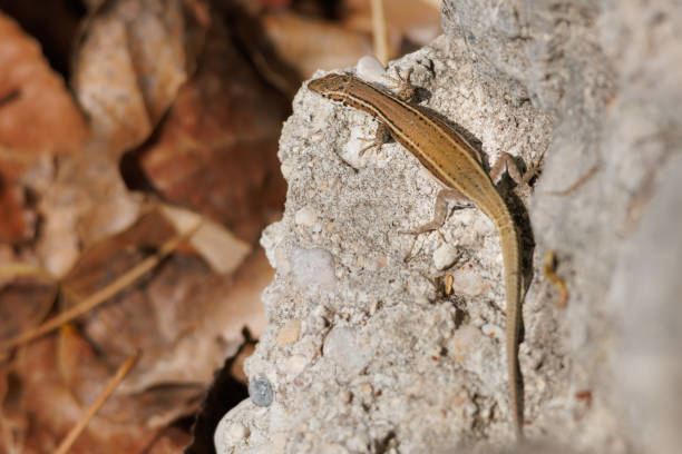 Hispanic Iberian lizard, Podarcis hispanicus, on rock in the Encantada ravine, Beniarres, Spain