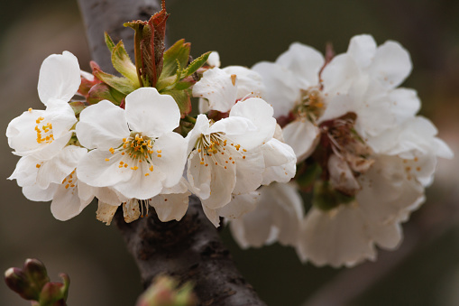 White cherry blossoms in ecological agricultural field in Alcoy, Spain