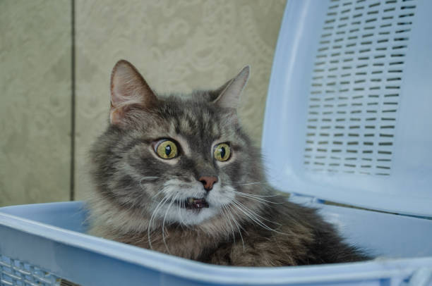Cat sitting in a basket carrier and peeking out. High quality photo