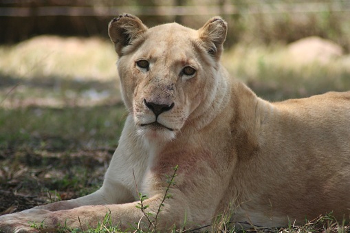 A lion relaxing in the shade, making eye contact with the camera