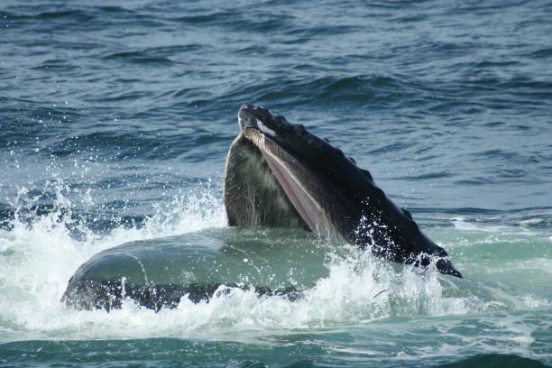 istock a humpback dives from the water with its mouth open 2143901432
