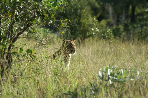 A cheetah strolls through tall forest grass