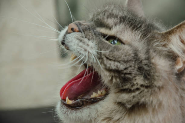 Cat yawning. Also useful for yelling or laughing concepts