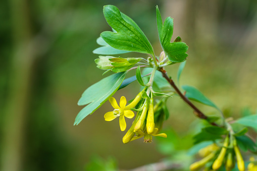 Soft focus of yellow Ribes aureum flower blooming. Flowers golden currant, clove currant, pruner berry and buffalo currant on brown bokeh background, Nature concept for design. Place for your text