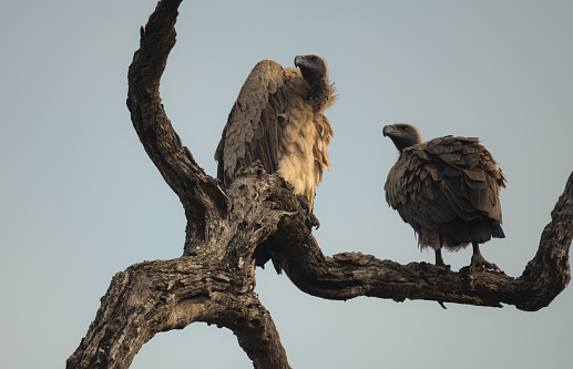 2 white backed vultures in tree