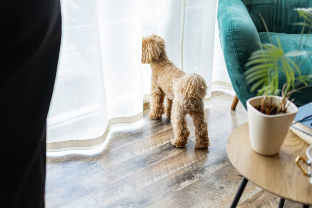istock Cute fluffy maltipoo toy poodle is looking out the window. 2143919290