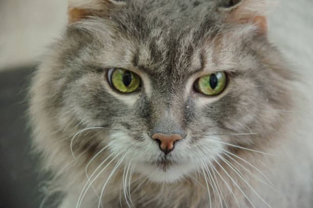 istock Cat head portrait with green eyes 2143919806