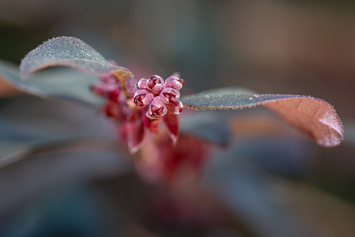Closeup of Loropetalum chinense flower buds in early spring.