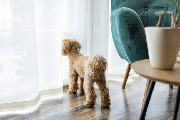 istock Cute fluffy maltipoo toy poodle is looking out the window. 2143954182
