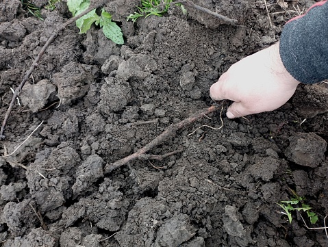 Digging the vines after wintering in the ground in the spring for further growth and reproduction. A human hand digs up a vine that has been buried for the winter to warm and preserve it.