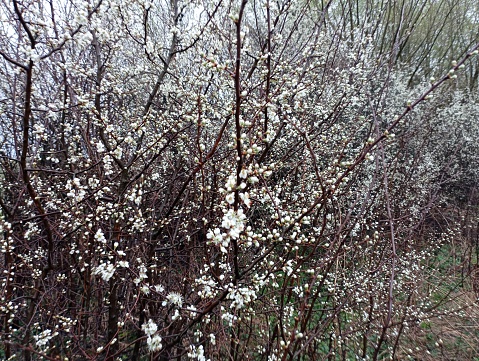 Spring ram's bushes with flowers on the branches. The white blossom completely covered the bushes and branches of the tree. Thick bushes in the terna bush. Dense prickly bush.